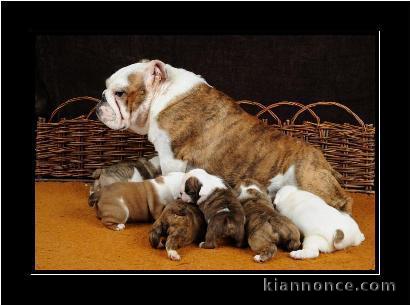 A  donner chiots bouledogue Angla