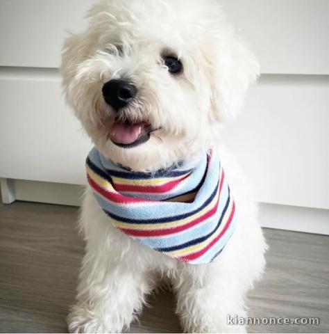 Magnifique et adorable bichon maltai recherche famille d\