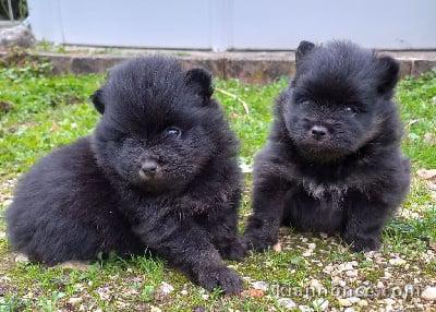 chiots spitz allamand a DONNER