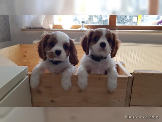 chiots cavalier king charles disponible de suite