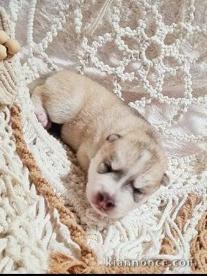 chiots siberian husky beige a donner