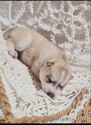 chiots siberian husky beige a donner