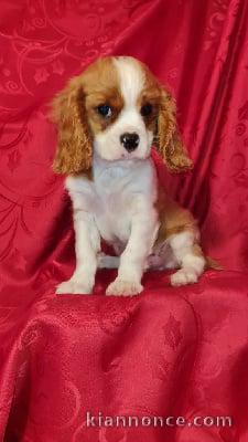 Adorables bb Cavalier King Charles a donner