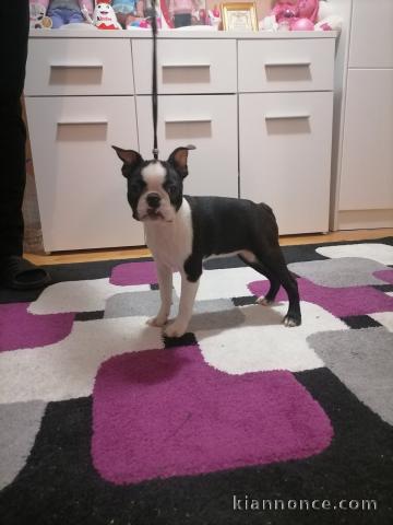 Boston Terrier chiots