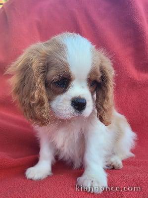 Adorables bb Cavalier King Charles cherche une famille.