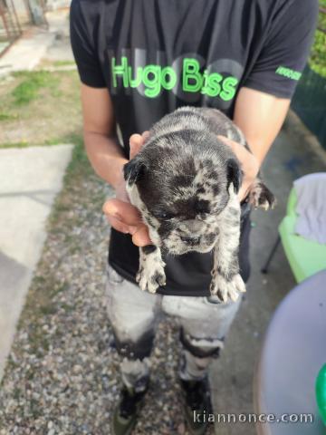 Bulldog français chiots