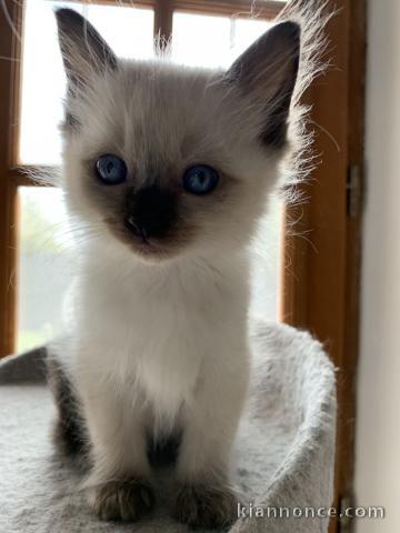 Adorable chaton a donner