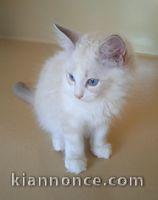 Adorable chaton Ragdoll LOOF a donner 