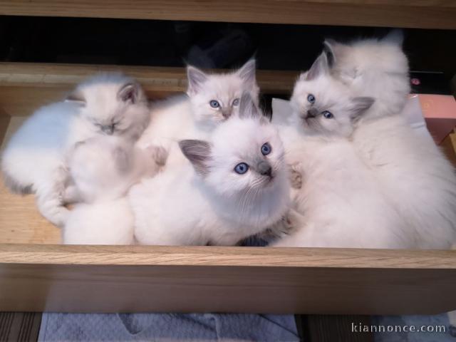 Adorable chaton Ragdoll LOOF a donner 