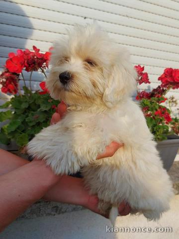 Bichon Maltais disponibles  Mâle et femelle .