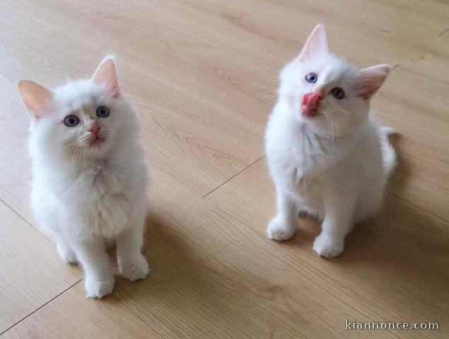 Chatons ragdoll a donner 