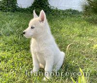 Chiots Husky Sibérien PURE RACE LOF 