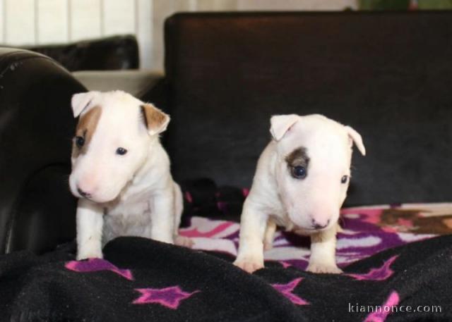 Mini Bull Terrier chiots à vendre