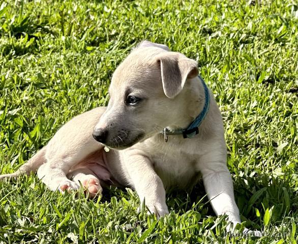 Adorables chiots whippets 