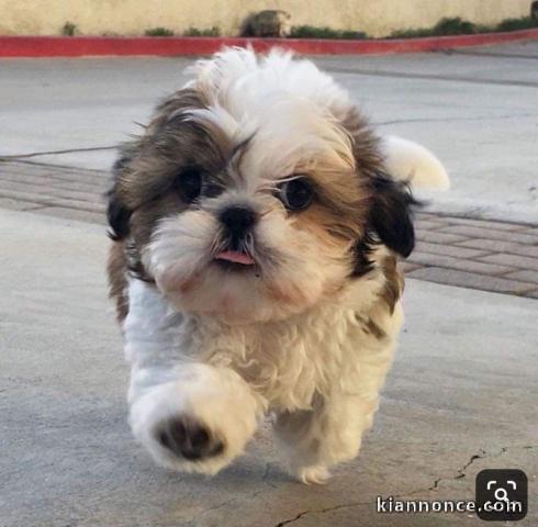 chiots shih tzu poil long 1 mâle et 1 femelle