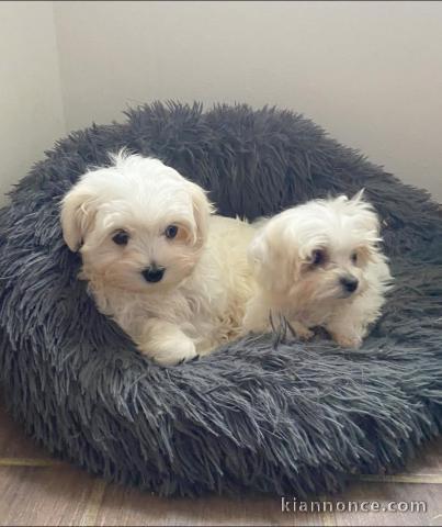 Chiots Bichon maltais dispo