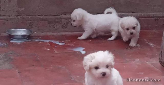 Chiots Bichon maltais dispo