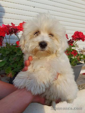 Chiots Bichon maltais dispo