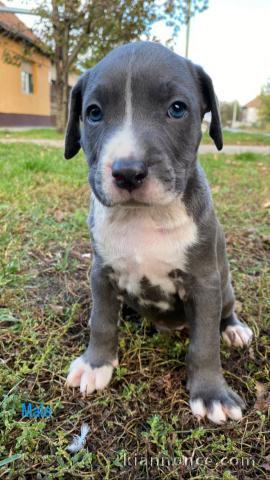 Pitbull Lilas Blueline Chiots