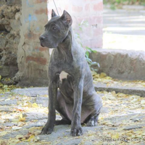 Cane Corso chiots à vendre