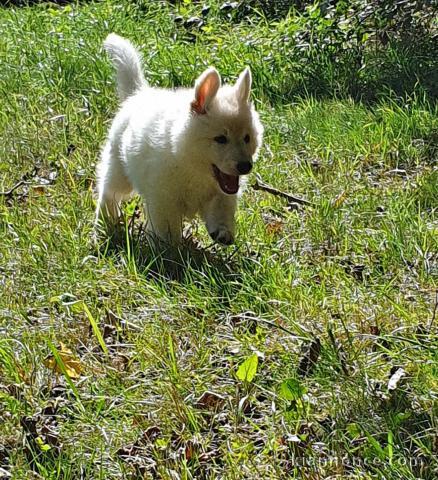 Chiots Bergers Blanc Suisse LOF à Naitre