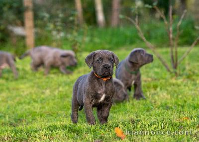 CHIOTS CANE CORSE LOF ADOPTION