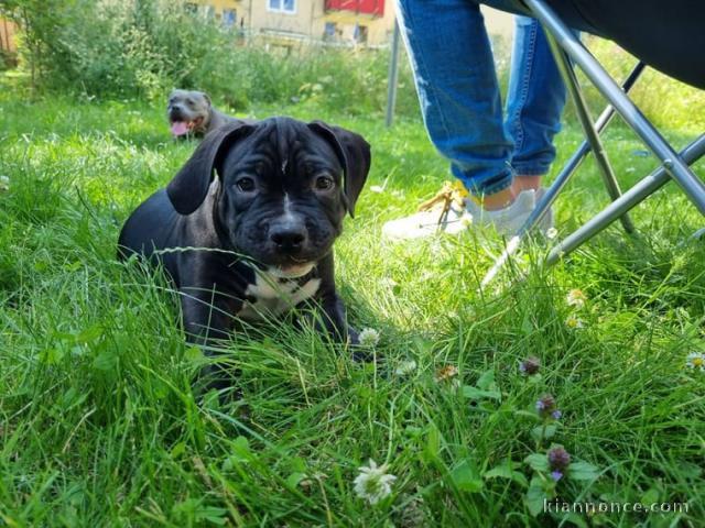 chiots bouledogue americain