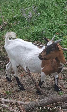 Chèvres naines et bouc 