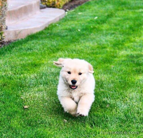 Chiot Goldens Retriever 