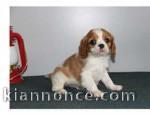 Donne chiot cavalier king charles