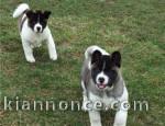 Donne ses magnifiques chiots akita inu