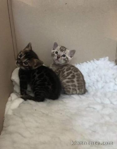 magnifique  chatons bengal a donner