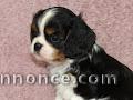 A donnez Chiot Cavalier Charle Spaniel Femelle 