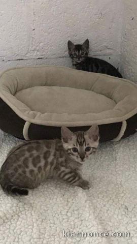 chat bengal a vendre 