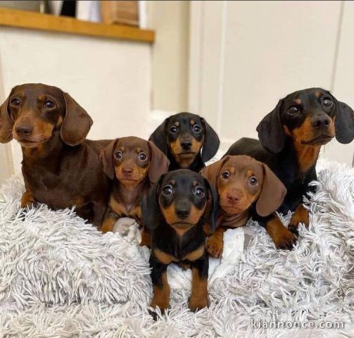 Adorables chiots Teckels 