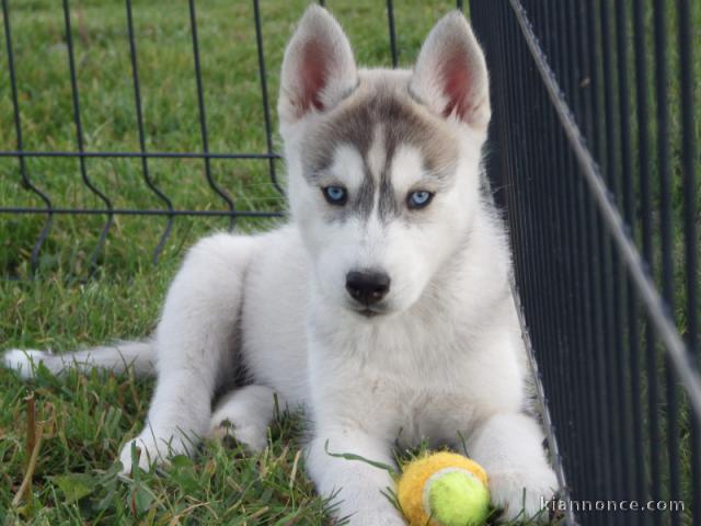 A donner Chiots Siberian Husky