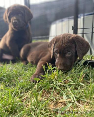 magnifiques chiots labrado a l\