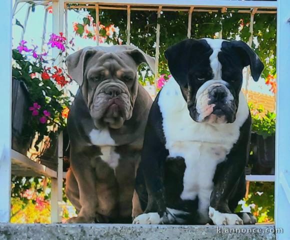 Bulldog anglais chiots