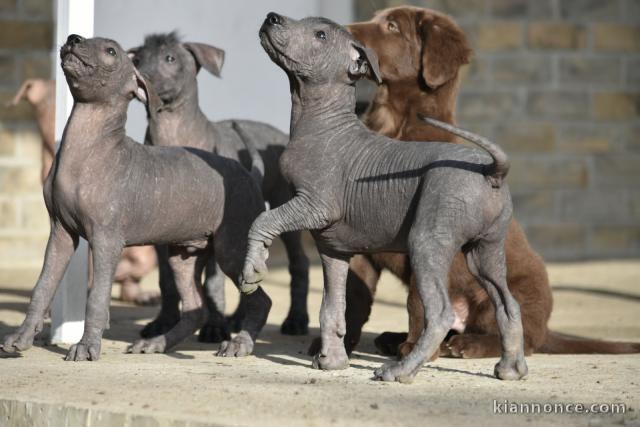 Mexicain sans poils chien