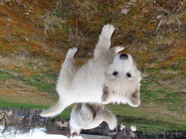 Don de chiots berger suisse blanc lof