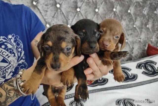 Superbes Chiots Teckels 