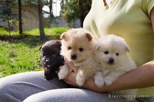 Nos adorables chiots spitz nain