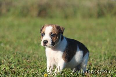 Chiots staffordshire bull terrier  à donner 