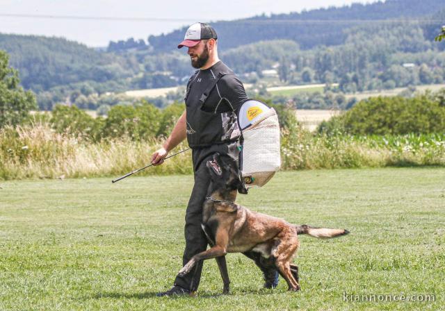 Berger Belge - Malinois chiot mâle