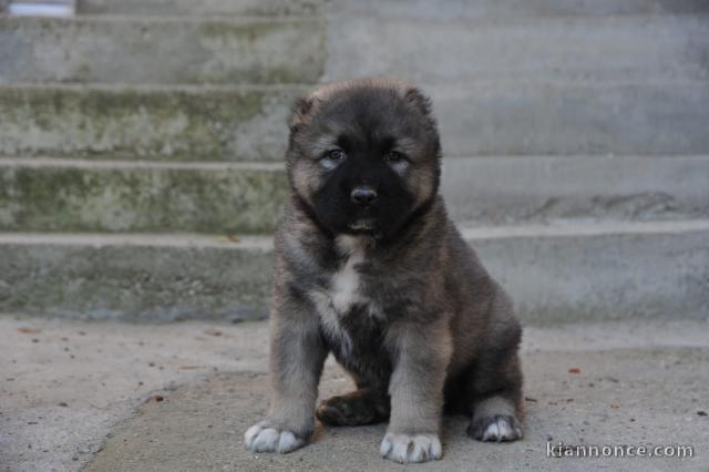 Berger du Caucase chiots