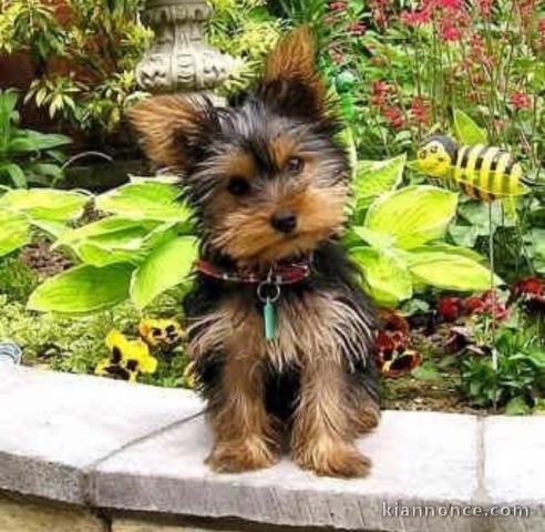 Chiot Adorable Chiot Yorkshire terriers 