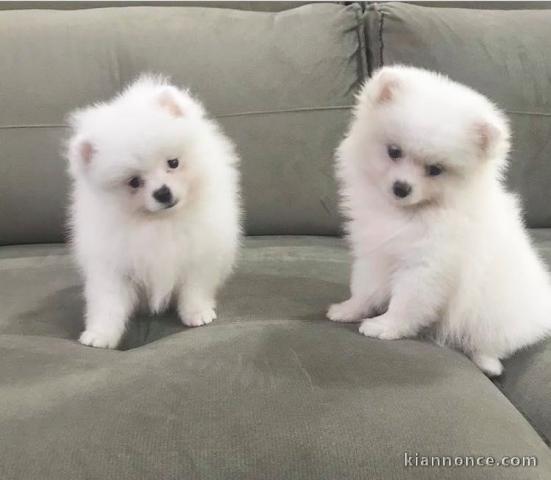 Chiots spitz nain lof disponible pour noël