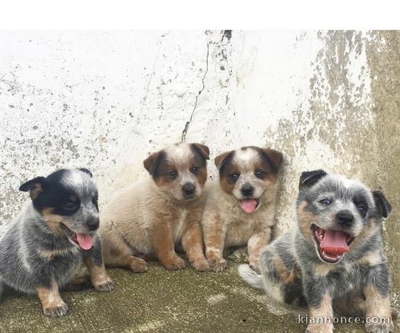 Magnifiques chiots Bouvier australiens 