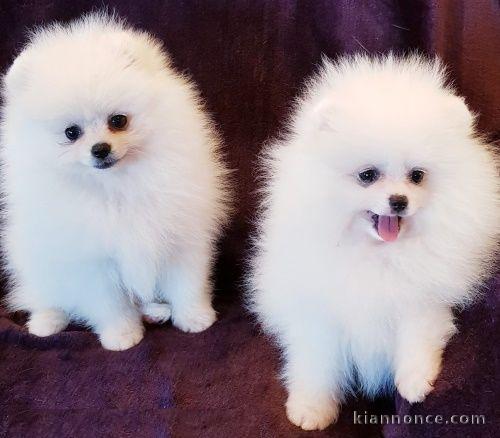 Chiots spitz nain lof disponible pour noël