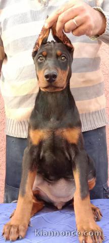 Dobermann chiots à vendre